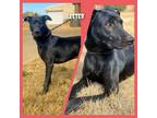 Adopt Lester a Black Labrador Retriever / Mixed dog in Joshua, TX (37146166)