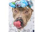 Adopt Blue a Gray/Silver/Salt & Pepper - with White Staffordshire Bull Terrier /