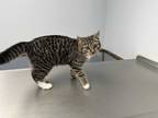 Adopt Iggy a Brown Tabby American Shorthair (medium coat) cat in Browns Mills