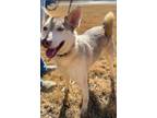 Adopt Sabrina a Gray/Silver/Salt & Pepper - with White Husky / Mixed dog in