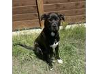 Adopt Luke a Brown/Chocolate Pit Bull Terrier / Labrador Retriever / Mixed dog