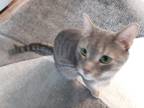Adopt Tigger a Gray, Blue or Silver Tabby Domestic Shorthair (short coat) cat in