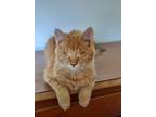 Adopt Jesse a Orange or Red Tabby Domestic Mediumhair (medium coat) cat in