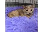 Adopt Primrose a Orange or Red Domestic Shorthair / Mixed cat in Springfield