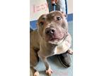Adopt IZZY a Gray/Silver/Salt & Pepper - with White Pit Bull Terrier / Mixed