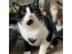 Adopt Silver Dollar a Black & White or Tuxedo Domestic Shorthair (short coat)