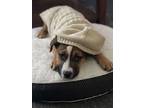 Adopt Lily a Brown/Chocolate - with White German Shepherd Dog / Boxer / Mixed