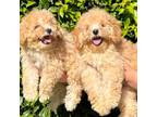 Teddy Bear Poodle Puppies