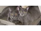 Adopt Taboo and Portia BONDED a Chartreux