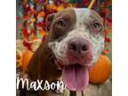 Adopt Maxson a Brown/Chocolate Pit Bull Terrier / Mixed dog in Huntsville