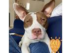 Adopt Bridgette a Brown/Chocolate American Pit Bull Terrier / Mixed dog in Ann