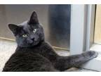 Adopt Brian a Gray or Blue Domestic Shorthair / Domestic Shorthair / Mixed cat