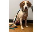 Adopt ASTER a Hound (Unknown Type) / Beagle / Mixed dog in Taylor, MI (37312208)