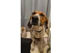 Adopt Juno a Foxhound / Mixed dog in WAYNESVILLE, GA (37154530)