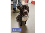 Adopt Sixpence a Boxer / American Pit Bull Terrier / Mixed dog in Richmond