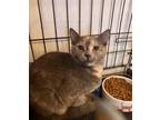 Adopt Amber a Brown Tabby Domestic Shorthair / Mixed cat in Huntington