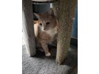 Adopt Bruno 8051 a Domestic Shorthair / Mixed cat in Dallas, TX (37156916)