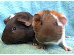 Adopt Vello (Bonded to Volpa) a Guinea Pig small animal in Imperial Beach