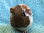 Adopt Volpa (Bonded to Vello) a Guinea Pig small animal in Imperial Beach