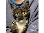 Adopt Faryll Daryll a Domestic Mediumhair / Mixed (short coat) cat in El Dorado