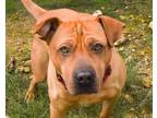 Adopt Chance a Tan/Yellow/Fawn Labrador Retriever / Shar Pei / Mixed dog in Lago