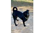 Adopt Coal a Black Jack Russell Terrier / Mixed Breed (Medium) / Mixed dog in