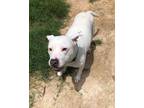 Adopt Diamond a White Bull Terrier / Mixed Breed (Medium) / Mixed dog in Lago