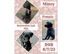 Adopt Miney a Rottweiler, Labrador Retriever