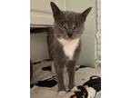 Adopt Ethel (comes with Lucy) a Domestic Short Hair, Russian Blue