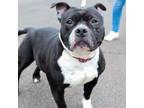 Adopt Helena a Staffordshire Bull Terrier