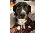 Adopt Freya a Newfoundland Dog, Border Collie