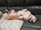 Adopt Bootsie a Pit Bull Terrier