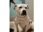 Adopt Paisley a Pit Bull Terrier