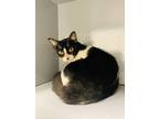 Adopt Chancy a Domestic Short Hair