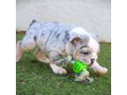 Bulldog Puppy for sale in Pueblo, CO, USA