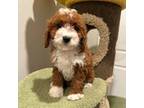 Cavapoo Puppy for sale in Arcadia, CA, USA