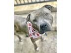 Adopt Astro a Pit Bull Terrier