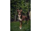 Adopt Luke a Doberman Pinscher, Husky