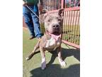 Adopt MARMADUKE a Pit Bull Terrier