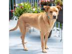 Adopt Willis a Labrador Retriever