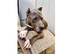 Adopt Champ a American Staffordshire Terrier, Mixed Breed