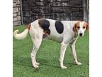 Adopt Woody a Hound, Mixed Breed
