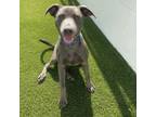 Adopt Blaze a Weimaraner