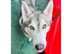 Adopt Simba a Siberian Husky