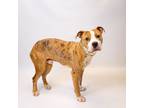 Adopt Pen 134 Mr.Pibb a Pit Bull Terrier