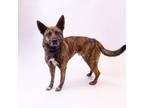 Adopt Pen 146 Phoenix a German Shepherd Dog