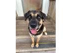 Adopt Dukie a German Shepherd Dog