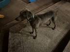 Adopt Chief a Weimaraner