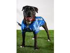 Adopt Junior a American Bully, Boxer