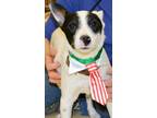 Adopt Jeri a Rat Terrier